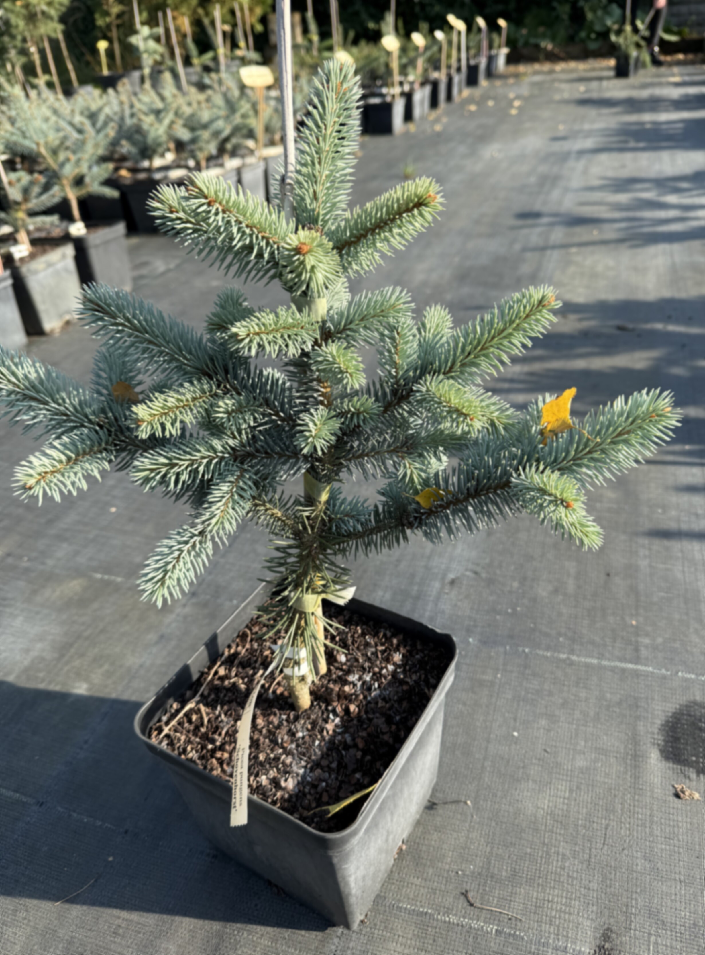 Ель колючая Шовенхорст